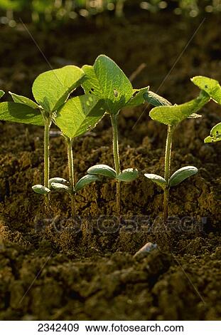 Agriculture - Soybean seedlings / Mississippi, USA. View Large Photo Image Stock Photo - Agriculture - Soybean seedlings / Mississippi, USA.. Fotosearch