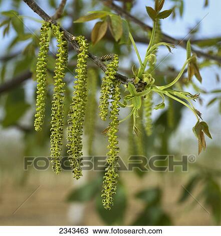 Agriculture - Walnut catkins (tassels) / Hollister, California, USA. View Large Photo Image Stock Image - Agriculture - Walnut catkins (tassels) / Hollister, California, USA.. Fotosearch
