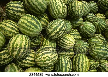 Agriculture - Watermelons, harvested. View Large Photo Image Stock Photo - Agriculture - Watermelons, harvested.. Fotosearch