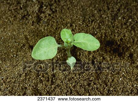 Stock Photo - Agriculture - Weeds, American Black Nightshade (Solanum americanum) aka. Common Nightshade, Small-flowered Nightshade, White Nightshade; seedling / California, USA.. Fotosearch