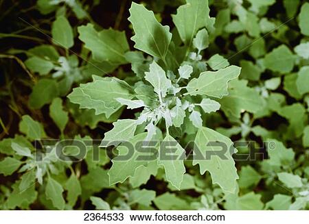 Agriculture - Weeds, closeup of Common Lambsquarters (Chenopodium album), a cropland and pasture weed / Childress, Texas, USA. View Large Photo Image Stock Image - Agriculture - Weeds, closeup of Common Lambsquarters (Chenopodium album), a cropland and pasture weed / Childress, Texas, USA.. Fotosearch