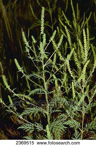 Stock Photography - Agriculture - Weeds, Common Ragweed (Ambrosia artemisiifolia) aka. Annual Ragweed, Low Ragweed, Short Ragweed, Small Ragweed; seedlings / California, USA.. Fotosearch
