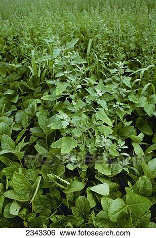 Agriculture - Weeds, Common Lambsquarters (Chenopodium album) in soybeans / Ohio, USA. View Large Photo Image Stock Photograph - Agriculture - Weeds, Common Lambsquarters (Chenopodium album) in soybeans / Ohio, USA.. Fotosearch
