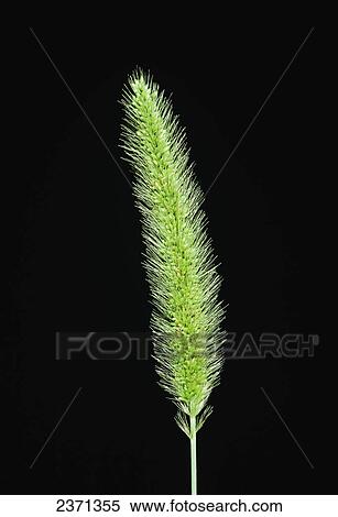 Stock Photography - Agriculture - Weeds, Green Foxtail (Setaria viridis) aka. Bottlegrass, Green Bristlegrass, Pigeongrass, Wild Millet; inflorescence / California, USA.. Fotosearch