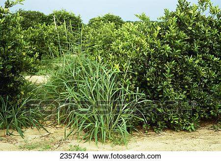 Picture - Agriculture - Weeds, Guineagrass (Urochloa maxima), a weed that grows in Florida citrus groves and is very competitive with the citrus trees / Florida, USA.. Fotosearch