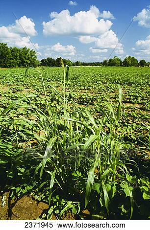 Stock Photography - Agriculture - Weeds, Johnsongrass (Sorghum halepense) in cotton field / Mississippi Delta, USA.. Fotosearch