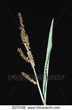 Stock Photo - Agriculture - Weeds, Junglerice (Echinochloa colona) aka. Fingergrass, Small Barnyardgrass, Watergrass; inflorescence / California, USA.. Fotosearch