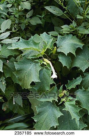 Agriculture - Weeds, mature Jimsonweed (Datura stramonium) with closed flowerheads, closeup / Mid South, USA. View Large Photo Image Stock Photography - Agriculture - Weeds, mature Jimsonweed (Datura stramonium) with closed flowerheads, closeup / Mid South, USA.. Fotosearch
