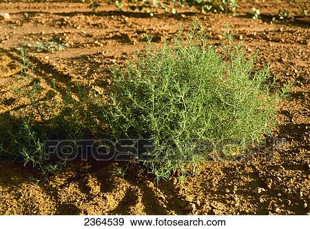 Stock Photo - Agriculture - Weeds, mature Russian Thistle (Salsola kali) aka: tumbleweed, a cropland weed / Childress, Texas, USA.. Fotosearch