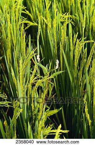 Stock Image - Agriculture - Weeds, Pennsylvania Smartweed (Polygonum pensylvanicum) flowerhead in a mid growth rice field / Arkansas, USA.. Fotosearch