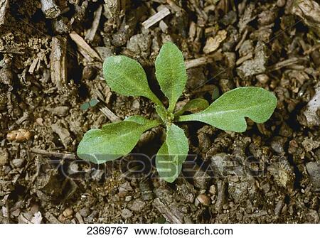 Stock Photo - Agriculture - Weeds, Shepherd's-purse (Capsella bursa-pastoris) aka. Case Plant, Lady's Purse, Pepperplant, Pick-purse, Shepherd's Bag, Shepherd's Pouch; seedling / California, USA.. Fotosearch