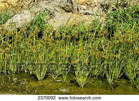 Agriculture - Weeds, Smallflower Umbrella Sedge (Cyperus difformis) aka. Variable Flatsedge; flowering plants on the edge of a rice field / California, USA. View Large Photo Image Stock Image - Agriculture - Weeds, Smallflower Umbrella Sedge (Cyperus difformis) aka. Variable Flatsedge; flowering plants on the edge of a rice field / California, USA.. Fotosearch