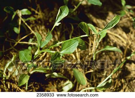 Stock Image - Agriculture - Weeds, Tropical Spiderwort (Commelina benghalensis) aka Jio, Benghal Dayflower, plant in the field / Georgia, USA.. Fotosearch