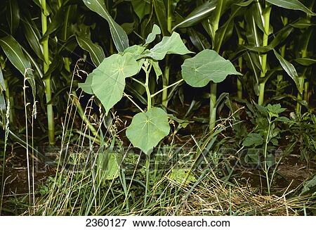 Agriculture - Weeds, Velvetleaf (Abutilon theophrasti) in a corn field / Ohio, USA. View Large Photo Image Stock Photo - Agriculture - Weeds, Velvetleaf (Abutilon theophrasti) in a corn field / Ohio, USA.. Fotosearch