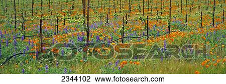 Agriculture - Wine grape vineyard in Spring showing early foliage with poppies and lupines growing in the row middles / Santa Barbara County, California, USA. View Large Photo Image Stock Image - Agriculture - Wine grape vineyard in Spring showing early foliage with poppies and lupines growing in the row middles / Santa Barbara County, California, USA.. Fotosearch