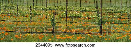 Agriculture - Wine grape vineyard in early Spring showing early foliage with poppies growing in the row middles / Santa Barbara County, California, USA. View Large Photo Image Stock Photography - Agriculture - Wine grape vineyard in early Spring showing early foliage with poppies growing in the row middles / Santa Barbara County, California, USA.. Fotosearch