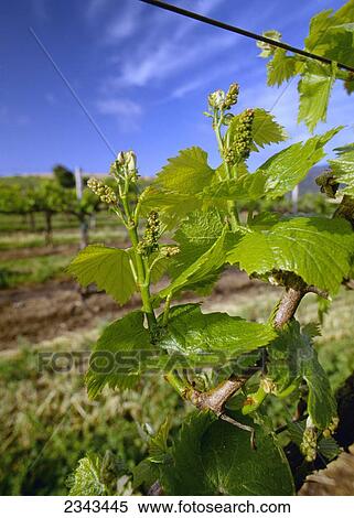 Agriculture - Wine grape vineyard, early spring growth on vines with tiny grape clusters / Soledad, California, USA. View Large Photo Image Stock Photography - Agriculture - Wine grape vineyard, early spring growth on vines with tiny grape clusters / Soledad, California, USA.. Fotosearch