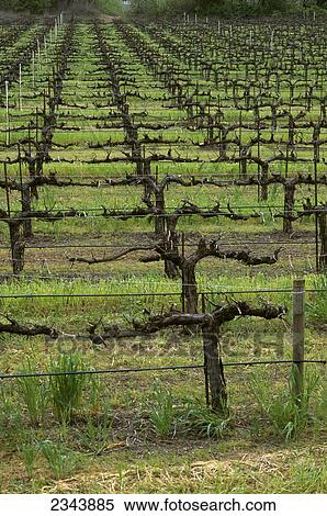 Agriculture - Wine grape vineyard, vines dormant and pruned / Mendocino County, California, USA. View Large Photo Image Stock Photography - Agriculture - Wine grape vineyard, vines dormant and pruned / Mendocino County, California, USA.. Fotosearch
