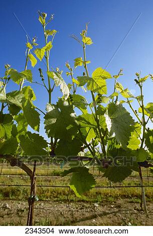 Agriculture - Wine grape vineyard with early Spring foliage growth and immature grape clusters / Salinas Valley, California, USA. View Large Photo Image Picture - Agriculture - Wine grape vineyard with early Spring foliage growth and immature grape clusters / Salinas Valley, California, USA.. Fotosearch
