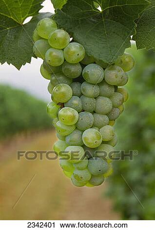 Agriculture - Wine grapes, Riesling. View Large Photo Image Stock Image - Agriculture - Wine grapes, Riesling.. Fotosearch