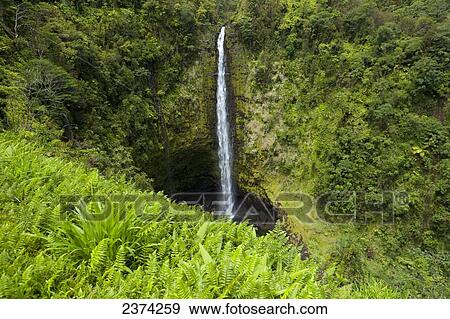 Stock Photo - Akaka falls; Big Island, Hawaii, United States of America. Fotosearch
