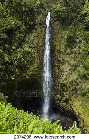 Akaka Falls; Big Island, Hawaii, United States of America View Large Photo Image Stock Photograph - Akaka Falls; Big Island, Hawaii, United States of America. Fotosearch