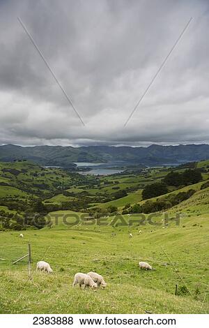 Akaroa Peninsula; Christchurch, New Zealand View Large Photo Image Stock Photo - Akaroa Peninsula; Christchurch, New Zealand. Fotosearch