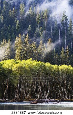 Alder spruce and fir over the Hoh River; Washington, United States of America View Large Photo Image Stock Photo - Alder spruce and fir over the Hoh River; Washington, United States of America. Fotosearch