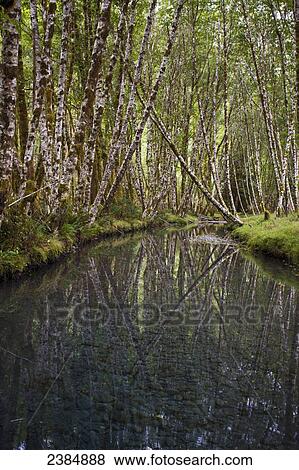 Stock Photo - Alder trees reflected in a tranquil pond; Washington, United States of America. Fotosearch