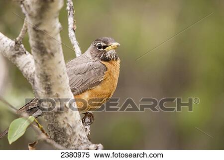 Stock Photography - American Robin (Turdus migratorius) on a tree branch; Calgary, Alberta, Canada. Fotosearch