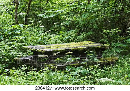 An abandoned picnic table is reclaimed by the forest; Elsie, Oregon, United States of Ameria View Large Photo Image Stock Photo - An abandoned picnic table is reclaimed by the forest; Elsie, Oregon, United States of Ameria. Fotosearch