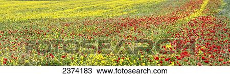 Stock Image - An abundance of red poppies in a field; Whitburn, Tyne and Wear, England. Fotosearch