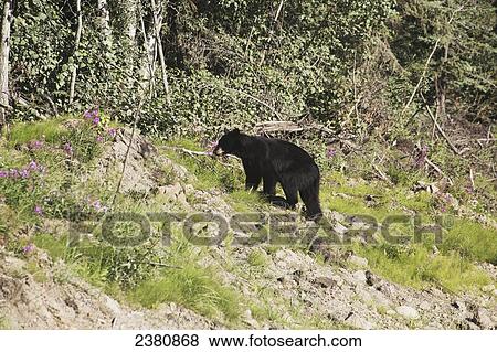Stock Photo - An American Black Bear (Ursus americanus) walks up a hill; Yukon, Canada. Fotosearch