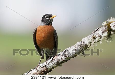 Stock Image - An American Robin perches on a branch; Astoria, Oregon, United States of America. Fotosearch