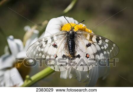 An Apollo Butterfly (Parnassius apollo) seeks nectar from a daisy; Astoria, Oregon, United States of America View Large Photo Image Stock Photo - An Apollo Butterfly (Parnassius apollo) seeks nectar from a daisy; Astoria, Oregon, United States of America. Fotosearch