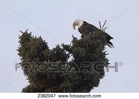 An eagle on the top of a pine tree against a blue sky View Large Photo Image Stock Photo - An eagle on the top of a pine tree against a blue sky. Fotosearch