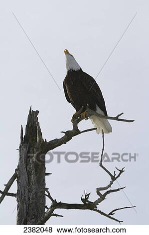 An eagle up on the top of a dead tree calling out View Large Photo Image Stock Photo - An eagle up on the top of a dead tree calling out. Fotosearch