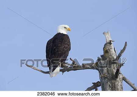 An eagle up on the top of a dead tree against a blue sky View Large Photo Image Stock Photograph - An eagle up on the top of a dead tree against a blue sky. Fotosearch