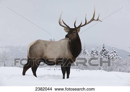 Picture - An elk (Cervus canadensis) standing in a field of snow with frozen trees in the background. Fotosearch