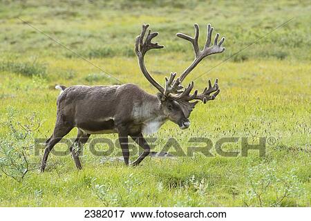 An elk (Cervus canadensis) walks in a meadow View Large Photo Image Stock Photo - An elk (Cervus canadensis) walks in a meadow. Fotosearch