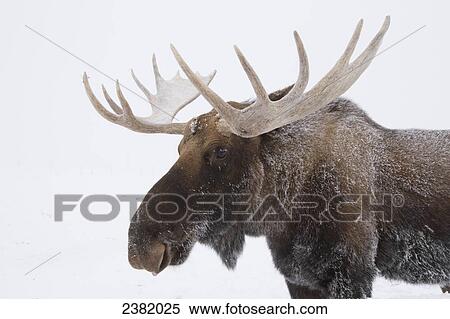Stock Photography - An elk (Cervus canadensis) with snow on it's fur. Fotosearch