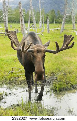 Stock Photo - An elk standing in a puddle of water on the edge of a forest. Fotosearch