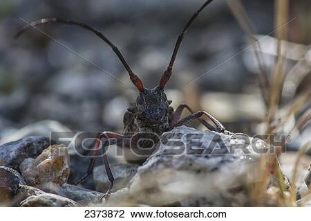 Stock Image - An insect with long antennae; Northwest Territories, Canada. Fotosearch