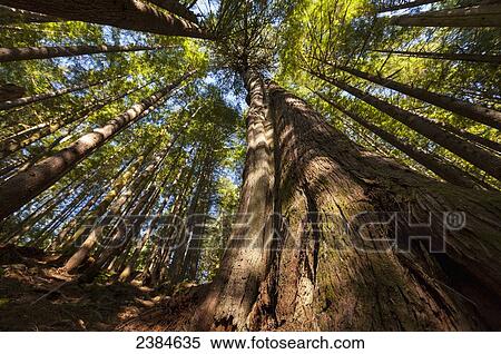 An old growth tree reaches for the sky in a forest on Vancouver Island; British Columbia, Canada View Large Photo Image Stock Photography - An old growth tree reaches for the sky in a forest on Vancouver Island; British Columbia, Canada. Fotosearch