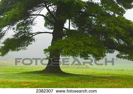 An old pine tree with fog over a field; Waterloo, Quebec, Canada View Large Photo Image Stock Photo - An old pine tree with fog over a field; Waterloo, Quebec, Canada. Fotosearch