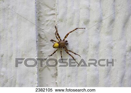 An orb weaver spider crawls on a house in summer; Palmer, Alaska, United States of America View Large Photo Image Stock Photography - An orb weaver spider crawls on a house in summer; Palmer, Alaska, United States of America. Fotosearch