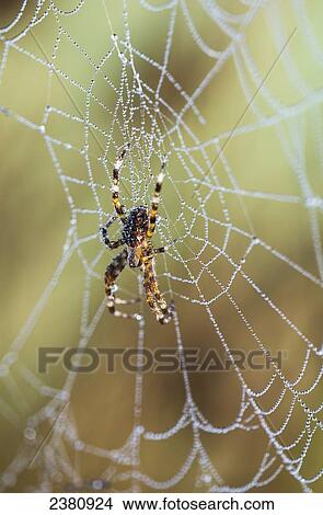 Picture - An Orb-Weaver spider rests on her web; Astoria, Oregon, United States of America. Fotosearch
