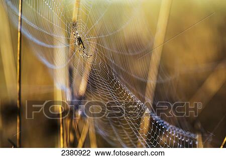 An Orb-Weaver spider rests on her web; Astoria, Oregon, United States of America View Large Photo Image Stock Image - An Orb-Weaver spider rests on her web; Astoria, Oregon, United States of America. Fotosearch