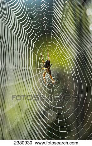 Stock Image - An Orb-Weaver spider rests on her web; Astoria, Oregon, United States of America. Fotosearch