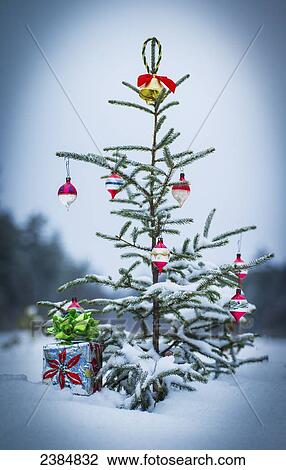 An outdoor pine tree covered in snow and decorated for Christmas; Ontario, Canada View Large Photo Image Stock Image - An outdoor pine tree covered in snow and decorated for Christmas; Ontario, Canada. Fotosearch